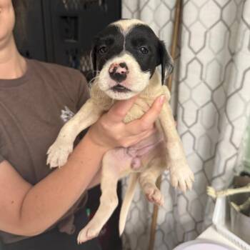 Poodle and Pointer Dogs Available for Adoption - Lanette | PetCurious