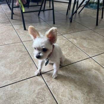 Valentino -  Maltese and Yorkshire Terrier Dog for Adoption in Sunrise, Florida - Valentino | PetCurious