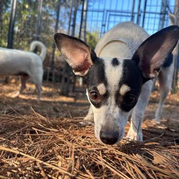Josie -  Terrier Dog for Adoption in Birmingham, Alabama - Josie | PetCurious