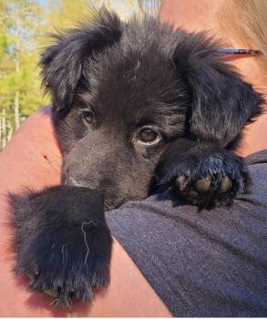 German Shepherd Dog and Labrador Retriever Dogs Available for Adoption in Sanford, North Carolina - Hook | PetCurious