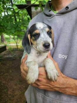 CHASE -  Beagle and Australian Cattle Dog Blue Heeler Dog for Adoption in Newaygo, Michigan - CHASE | PetCurious
