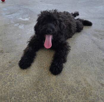 Vespera -  Poodle and Portuguese Water Dog Dog for Adoption - Vespera | PetCurious