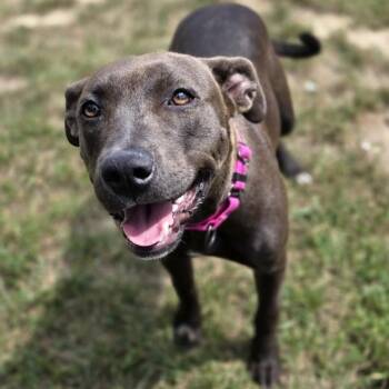 Scrubs -  Pit Bull Terrier Dog for Adoption in Shepherdsville, Kentucky - Scrubs | PetCurious