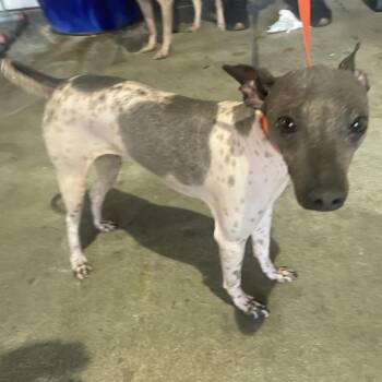American Hairless Terrier Dogs Available for Adoption in Tampa, Florida - Milly | PetCurious