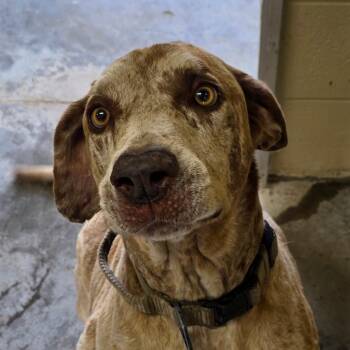 Billy -  Catahoula Leopard Dog Dog Available for Adoption in Bronson, Florida - Billy | PetCurious