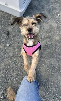 Rescue Brussels Griffon and Terrier Dogs for Adoption in Knightsen, California - Kelsey | PetCurious