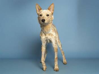 Australian Cattle Dog Blue Heeler Dogs Available for Adoption in Phoenix, Arizona - NUGGET | PetCurious
