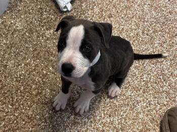 Pit Bull Terrier and Mixed Breed Dogs Available for Adoption in Pueblo, Colorado - HARVARD | PetCurious