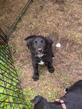 Lolly -  Mixed Breed Dog for Adoption in Virginia, Minnesota - Lolly | PetCurious