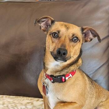 Chihuahua and Dachshund Dogs Available for Adoption in Covington, Washington - Gravis | PetCurious