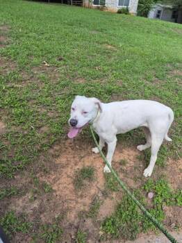 Pen 211 -  Pit Bull Terrier Dog for Adoption in Lawrenceville, Georgia - Pen 211 | PetCurious