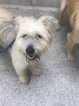 A432431 -  Cairn Terrier and Mixed Breed Dog for Adoption in Conroe, Texas - A432431 | PetCurious
