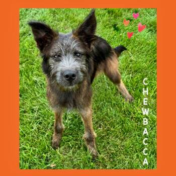 Chewbacca -  Terrier Dog for Adoption in Mokena, Illinois - Chewbacca | PetCurious