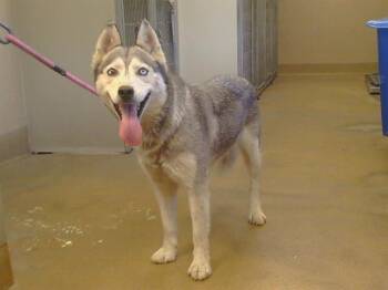 POMONA SPROUT -  Siberian Husky and Mixed Breed Dog for Adoption in Sacramento, California - POMONA SPROUT | PetCurious