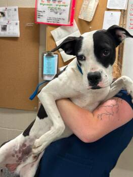 Runt -  Boxer and Mixed Breed Dog for Adoption in Burgaw, North Carolina - Runt | PetCurious