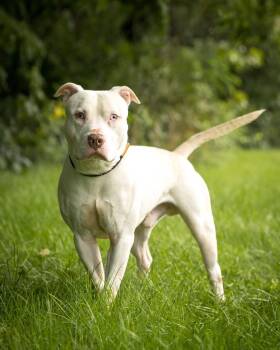 LIGHTNING MCQUEEN (0124) -  American Bully Dog for Adoption in Bridgeport, Connecticut - LIGHTNING MCQUEEN (0124) | PetCurious