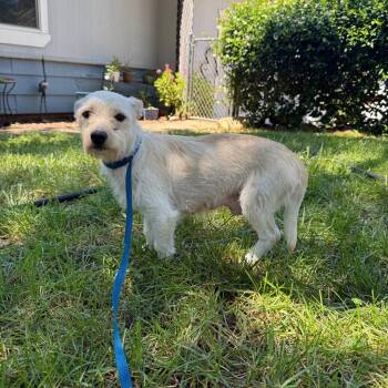 HARLEY QUINN -  Chihuahua Dog for Adoption in Chico, California - HARLEY QUINN | PetCurious