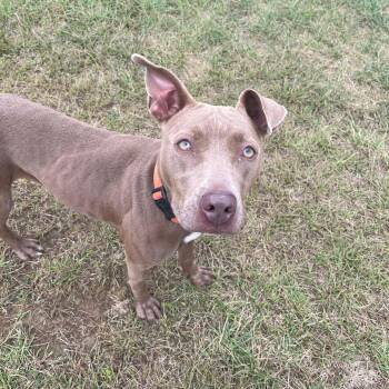 Rescue Mixed Breed Dogs for Adoption in West Jefferson, Ohio - Vienna | PetCurious