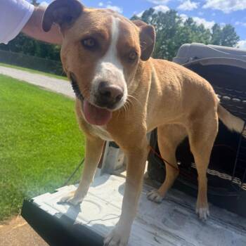 London -  Mixed Breed Dog Available for Adoption in Corinth, Mississippi - London | PetCurious