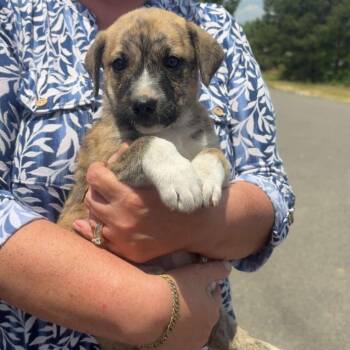 Shelley -  Terrier and Mixed Breed Dog for Adoption in Shelby County, Texas - Shelley | PetCurious