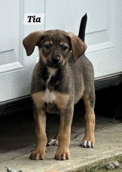 Tia -  German Shepherd Dog Dog for Adoption in Urbana, Ohio - Tia | PetCurious