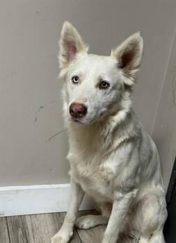 ROSS -  Siberian Husky and German Shepherd Dog Dog for Adoption in Redlands, California - ROSS | PetCurious
