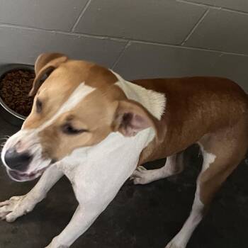 Wayne -  Pit Bull Terrier Dog for Adoption in Richmond Hill, Georgia - Wayne | PetCurious