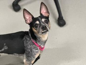 Max -  Chihuahua Dog for Adoption in New York, New York - Max | PetCurious