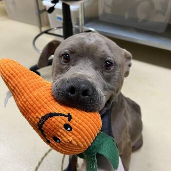 Mixed Breed Dogs Available for Adoption - Blobfish | PetCurious