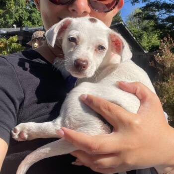 Candy -  Mixed Breed Dog for Adoption in San Francisco, California - Candy | PetCurious