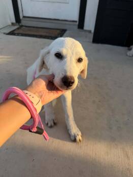 Gale -  Great Pyrenees Dog for Adoption in Gainesville, Virginia - Gale | PetCurious