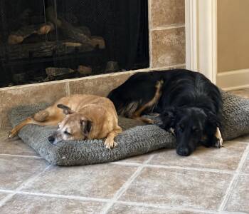 Fox -  Australian Shepherd and Border Collie Dog for Adoption in Princeton, Massachusetts - Fox | PetCurious