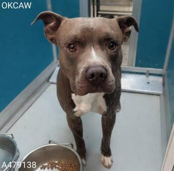 A479138 -  Staffordshire Bull Terrier Dog for Adoption in Oklahoma City, Oklahoma - A479138 | PetCurious