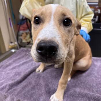 Ruffus -  Mixed Breed Dog for Adoption in Winston-salem, North Carolina - Ruffus | PetCurious