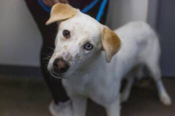 Rescue Husky Dogs for Adoption in Mountain Home, Arkansas - Lady | PetCurious