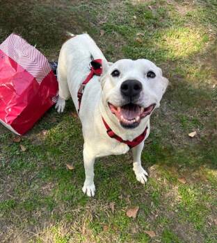 Rescue Shepherd and Pit Bull Terrier Dogs for Adoption in Ladson, South Carolina - Annie | PetCurious