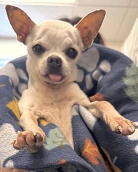 A660055 -  Chihuahua Dog for Adoption in Houston, Texas - A660055 | PetCurious