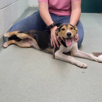 Rescue Mixed Breed Dogs for Adoption in Pittsburgh, Pennsylvania - Slinky Dog | PetCurious