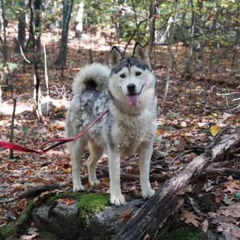 Rescue Husky Dogs for Adoption in Hopkinton, Massachusetts - Amelia Bedelia | PetCurious