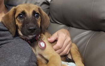 Leia -  Labrador Retriever Dog for Adoption in Nashville, Tennessee - Leia | PetCurious