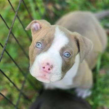 Mixed Breed Dogs Available for Adoption in Fredericksburg, Virginia - Marcellus | PetCurious
