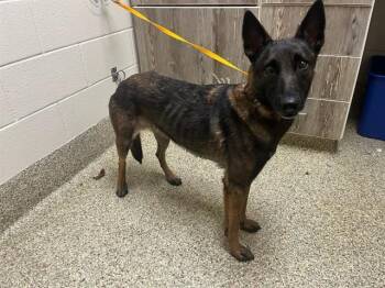 Belgian Shepherd Malinois Dogs Available for Adoption - ABBY | PetCurious