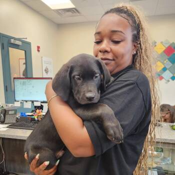 Graphite -  Retriever Dog for Adoption in New Rochelle, New York - Graphite | PetCurious