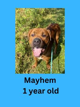 Mayhem -  Rottweiler and Pit Bull Terrier Dog for Adoption in Ravenna, Ohio - Mayhem | PetCurious