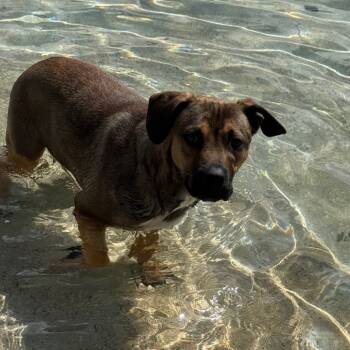 Rescue Mixed Breed Dogs for Adoption in Loxahatchee Groves, Florida - Rocky | PetCurious