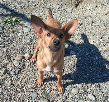 Ringo -  Miniature Pinscher Dog for Adoption in Gorham, Maine - Ringo | PetCurious