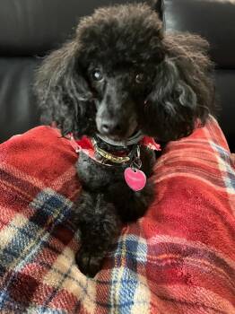 Opie -  Poodle Dog for Adoption in Hot Springs Village, Arkansas - Opie | PetCurious