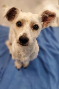 Rescue Poodle and Terrier Dogs for Adoption in Los Angeles, California - Clancy | PetCurious