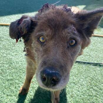 Chow Chow and Mixed Breed Dogs Available for Adoption in Fort Collins, Colorado - Brandy | PetCurious