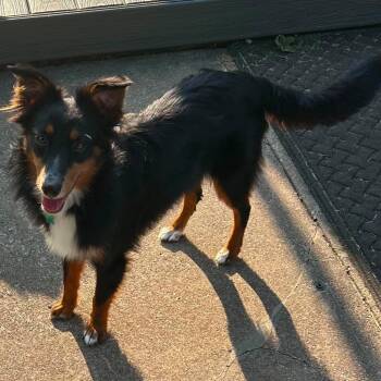 Simon -  Australian Shepherd Dog for Adoption in Hilton, New York - Simon | PetCurious